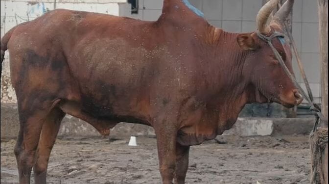 DR FRANCE RANAIVOSOLOFO :  « L’inspection des animaux à abattre doit être effectuée par des professionnels formés »