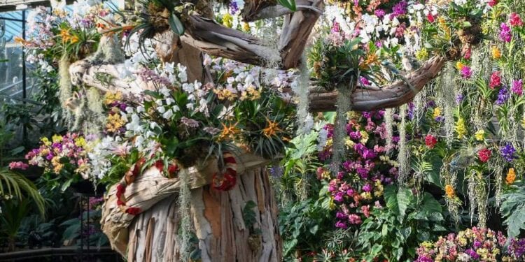 ÉVÉNEMENT – Ouverture du Festival des orchidées de Kew Gardens consacré à Madagascar ce samedi à Londres