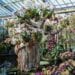 ÉVÉNEMENT – Ouverture du Festival des orchidées de Kew Gardens consacré à Madagascar ce samedi à Londres