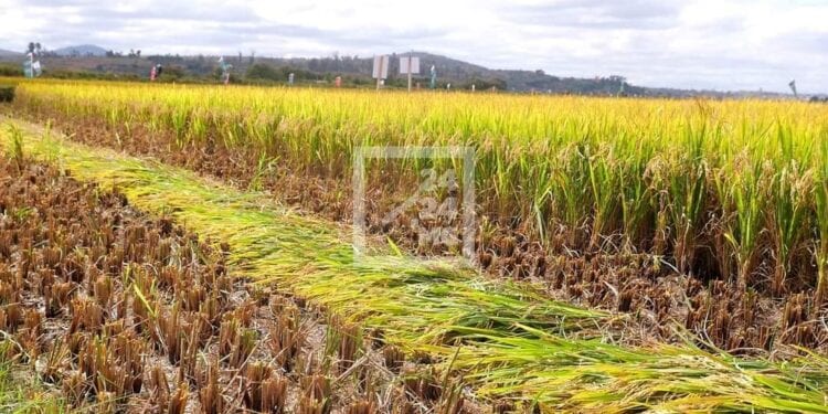 Le Fofifa évoque un renforcement de mesures afin de protéger le patrimoine génétique du riz malgache face à la propagation des maladies bactériennes
