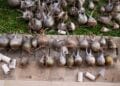 ENVIRONNEMENT – Six individus dont un ressortissant chinois arrêtés pour suspicion de trafic de “jabihy”