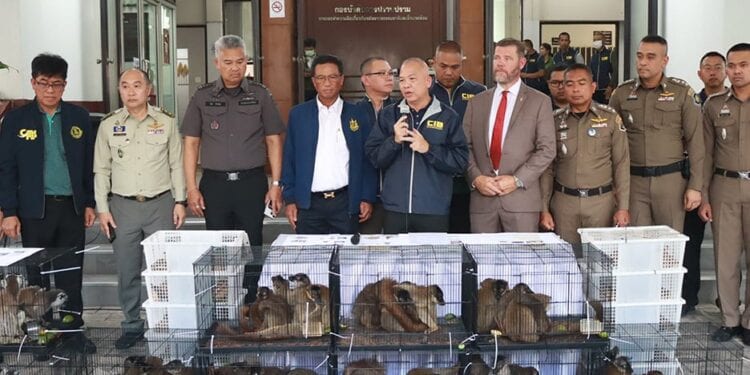 WWF Madagascar appelle à une enquête approfondie après la saisie de plus 1 000 tortues radiées et de 48 lémuriens provenant de Madagascar en Thaïlande