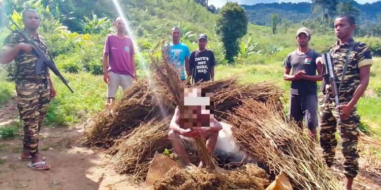 CRIME ENVIRONNEMENTAL – Huit personnes prises en flagrant délit dans une aire protégée à faire la chasse aux lémuriens