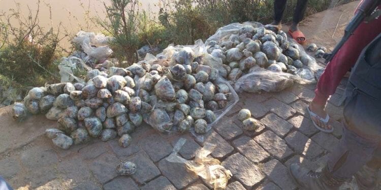 TRAFIC –  Plus de 300 tortues étoilées retrouvées dans les rues de Sabotsy Namehana