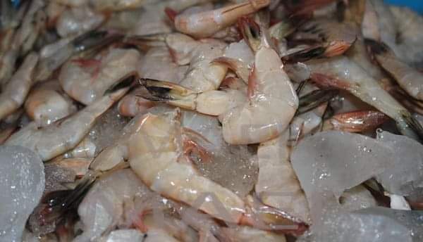 PECHE INDUSTRIELLE AUX CREVETTES – 7,455 milliards d’ariary de recettes en six mois