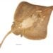 BIODIVERSITE – Découverte d’une nouvelle espèce de raie, le Leucoraja longirostris, à Madagascar