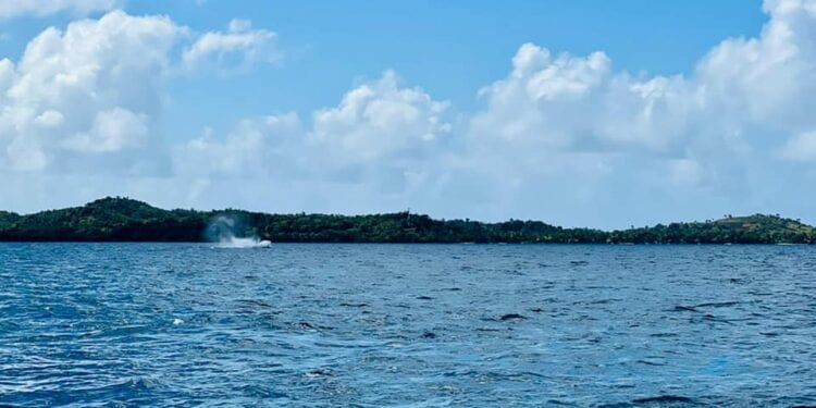 TOURISME – Une offre promotionnelle pour 120 festivaliers qui souhaitent rejoindre Sainte Marie dans le cadre du Carnaval des baleines