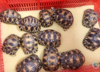 BIODIVERSITE – Des tortues saisies à l&rsquo;étranger mortes avant leur rapatriement à Madagascar, selon le ministère de l&rsquo;Environnement