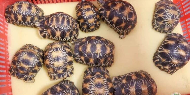 BIODIVERSITE – Des tortues saisies à l&rsquo;étranger mortes avant leur rapatriement à Madagascar, selon le ministère de l&rsquo;Environnement