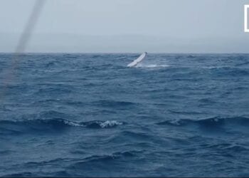 EXCURSION – Un safari dans les eaux de Sainte-Marie avec les baleines à bosse en guest stars