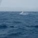 EXCURSION – Un safari dans les eaux de Sainte-Marie avec les baleines à bosse en guest stars