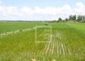 AGRICULTURE – Madagascar ambitionne de devenir le grenier à riz de toute l’Afrique
