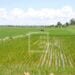 AGRICULTURE – Madagascar ambitionne de devenir le grenier à riz de toute l&rsquo;Afrique