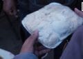 FOOD – Le champignon pleurote, savoureux, facile à préparer et à cultiver chez soi