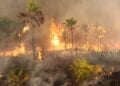SOALALA – Le noyau dur épargné par les feux lors de l’incendie du parc national de la Baie de Baly