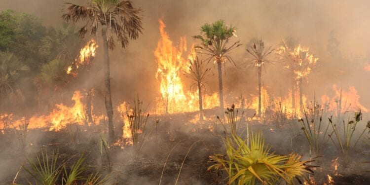 SOALALA – Le noyau dur épargné par les feux lors de l’incendie du parc national de la Baie de Baly