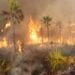 SOALALA – Le noyau dur épargné par les feux lors de l’incendie du parc national de la Baie de Baly