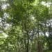 ENVIRONNEMENT – 522 millions de dollars de financement climatique pour Madagascar en 2023