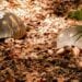 PARC BOTANIQUE – Douze individus soupçonnés d’implication dans la disparition des tortues de Tsimbazaza placés en détention préventive