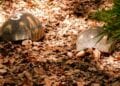 PARC ZOOLOGIQUE – Mobilisation de chiens-renifleurs pour traquer les “voleurs” de tortues de Tsimbazaza