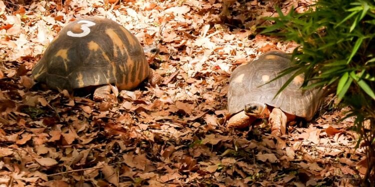PARC ZOOLOGIQUE – Mobilisation de chiens-renifleurs pour traquer les “voleurs” de tortues de Tsimbazaza