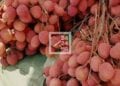 EXPORTATION – Ouverture de la campagne de cueillette du litchis dans les régions d’Atsinanana et d’Analanjirofo le 12 novembre