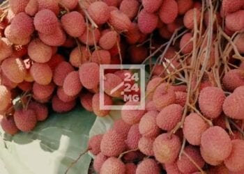 EXPORTATION – Ouverture de la campagne de cueillette du litchis dans les régions d’Atsinanana et d’Analanjirofo le 12 novembre