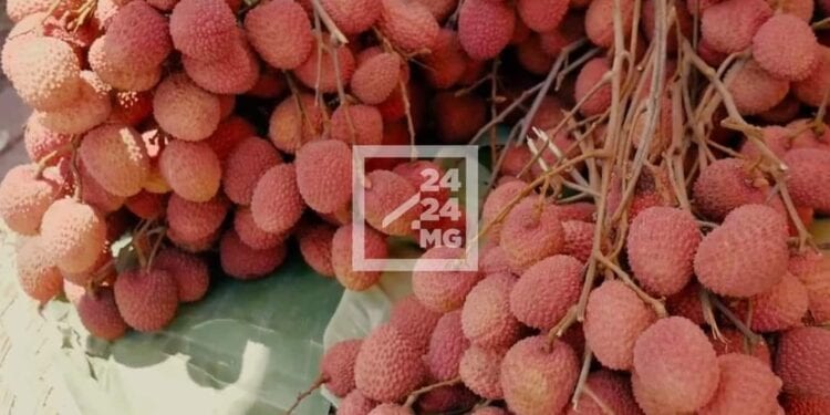 EXPORTATION – Ouverture de la campagne de cueillette du litchis dans les régions d’Atsinanana et d’Analanjirofo le 12 novembre
