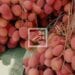 EXPORTATION – Ouverture de la campagne de cueillette du litchis dans les régions d&rsquo;Atsinanana et d&rsquo;Analanjirofo le 12 novembre