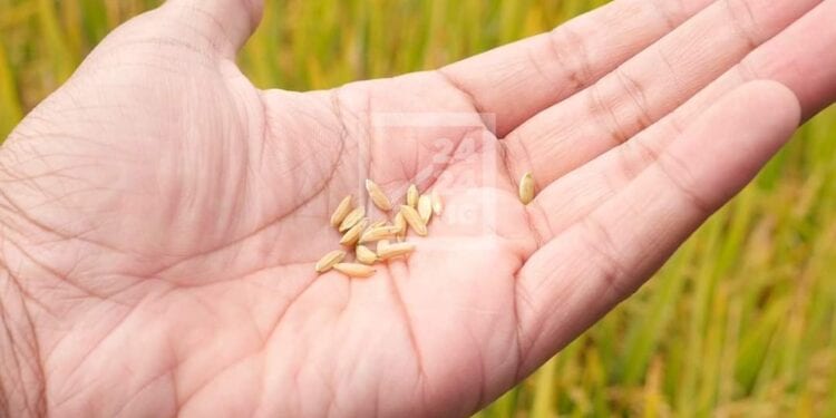 PROJET DE LOI DE FINANCES  – Une prévision de 573 milliards ariary d’investissement pour l’achat de semences de riz hybride