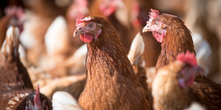 AGRICULTURE – Booster la culture des matières premières pour l’alimentation animale afin de redynamiser la filière avicole