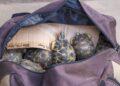 La gendarmerie annonce l’interpellation d’un élu et de ses collaborateurs soupçonnés de transport de tortues