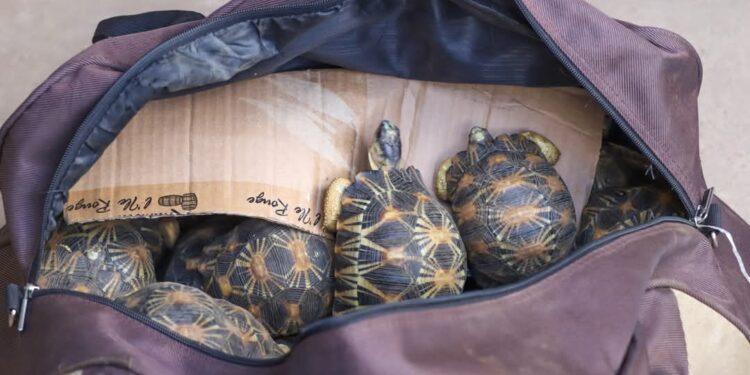 La gendarmerie annonce l’interpellation d’un élu et de ses collaborateurs soupçonnés de transport de tortues