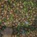 BIODIVERSITE – Un étranger arrêté à Mahajanga pour tentative d’exportation de 800 tortues radiata