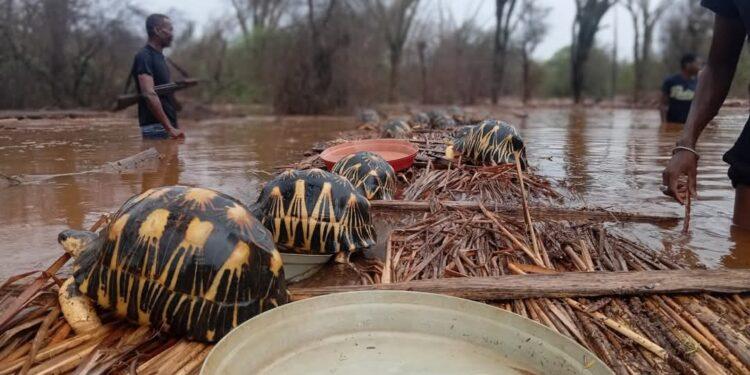 INTEMPERIES – Turtle Survival Alliance lance un appel au don pour secourir les tortues pris en charge dans le centre de Lavavolo inondé