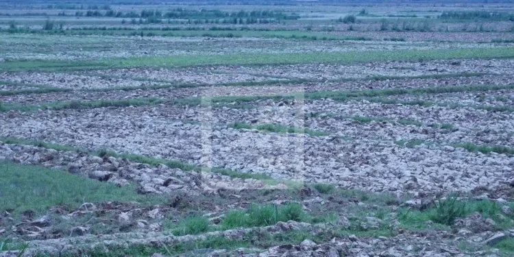 AGRICULTURE – Les autorités lancent le projet « taninketsa iombonana » pour sauver la campagne agricole 2025 dans l’Alaotra