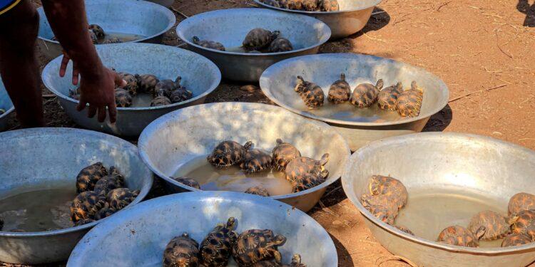 Les autorités rapportent l’interpellation en Tanzanie de deux ressortissants chinois soupçonnés d’importation de tortues