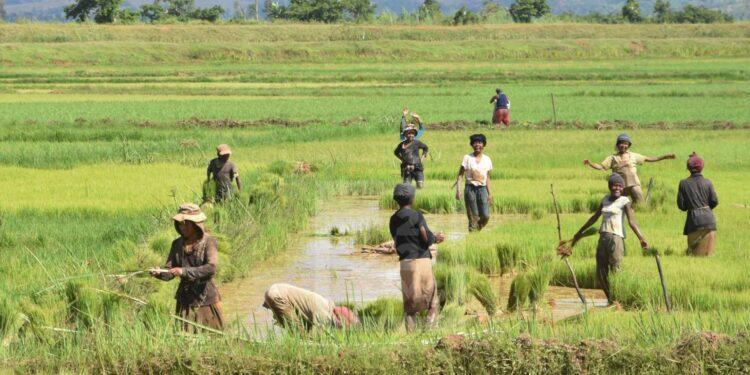 AGRICULTURE – Andry Rajoelina attendu à Tanambe dans l’Alaotra pour démarrer la campagne de distribution de semences de riz hybride