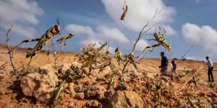 LUTTE ANTI-ACRIDIENNE – 2 000 hectares pulvérisés de pesticides à Amboasary Sud dans le cadre de la lutte anti-acridienne