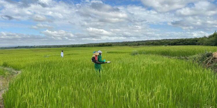 SITUATION ACRIDIENNE – Les criquets gagnent de nouvelles zones dans le Sud-Est de Madagascar