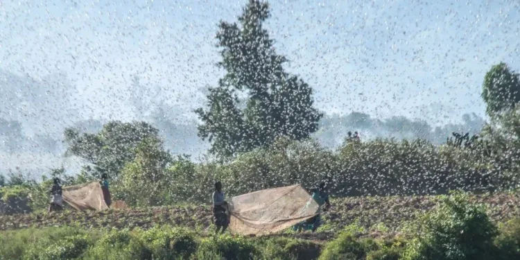 CATASTROPHE NATURELLE – Un deuxième hélicoptère attendu à la fin du mois pour renforcer la lutte antiacridienne, selon le ministre de l’Agriculture