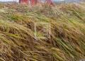 CONSOMMATION – Le prix du paddy atteint déjà à 1 800 ariary dans l’Alaotra