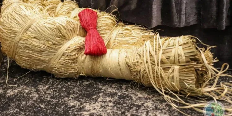 MATIÈRE PREMIÈRE – La transformation de davantage de raphia à l’étude pour en accroître la valeur