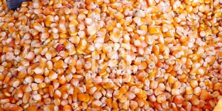 FILIÈRE AVICOLE – Les provendiers industriels poussés à l’importation face à l’insuffisance de l’offre couplée avec la spéculation du maïs produits localement