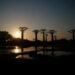 Finir son après-midi à l’Allée des baobabs