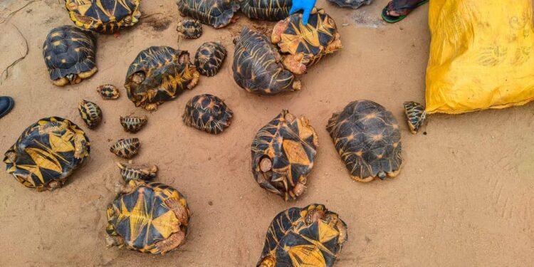 ENVIRONNEMENT – Quatre personnes arrêtées pour trafic illicite de tortues protégées à Tsihombe