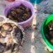 INTOXICATION ALIMENTAIRE – Au moins trois personnes décédées après avoir mangé du requin à Vohémar