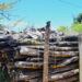 RESSOURCES STRATÉGIQUES – Herintsalama Rajaonarivelo insiste sur la priorité de la préservation et de la sécurisation des stocks de bois de rose avant toute vente