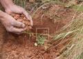 ENVIRONNEMENT – 12 000 jeunes plants à planter pour l’ouverture officielle de la saison de reboisement à Imerintsiatosika