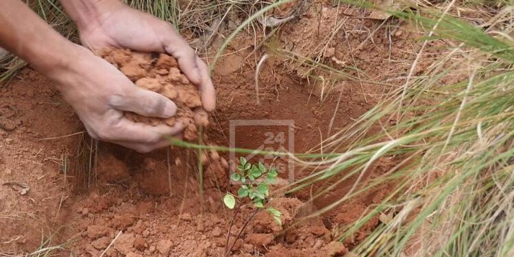 ENVIRONNEMENT – 12 000 jeunes plants à planter pour l’ouverture officielle de la saison de reboisement à Imerintsiatosika